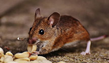 24 Hour & Emergency Exterminators in Valle Escondido, NM